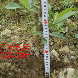 正宗南非叶苗两年以上老树苗多芽苗南非叶苗将军尖尾凤苗苦胆叶苗