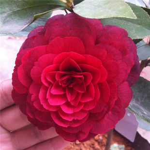 金碧辉煌茶花 黑六角茶花 嫁接茶花 盆栽茶花 黑赤丹 黑色茶花