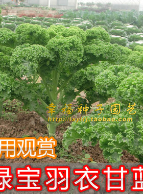 蔬菜羽衣甘蓝人体保健叶牡丹绿宝