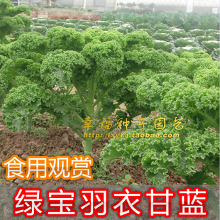 【绿羽衣甘蓝】荷兰BEJO羽衣对人体好的蔬菜 保健特菜种子牡丹菜