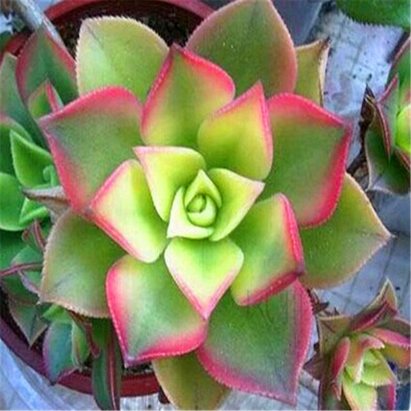 迷你多肉植物 花卉盆栽 防辐射小绿植 艳日辉 夕映清盛锦