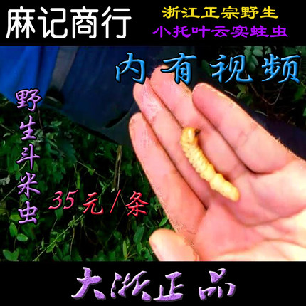 麻记斗米虫/浙江野生活体斗米虫/黄寮狼虫/滋补品/营养品/开胃