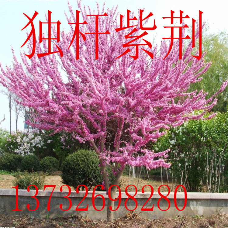 紫荆花北方苗木庭院观花植物/行道树独杆巨紫荆苗四季易种耐寒在类目 鲜花速递/花卉仿真/绿植园艺, 花园植物/行道树/果树, 观叶 /花灌木中 - 来自Buy2taobao.com提供专业的淘宝代购服务