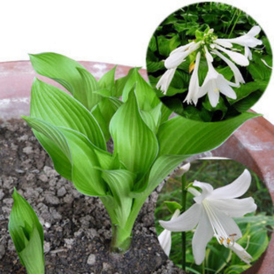 阳台盆栽庭院地被球根绿植花卉玉簪花水培土培植物办公室内防辐射