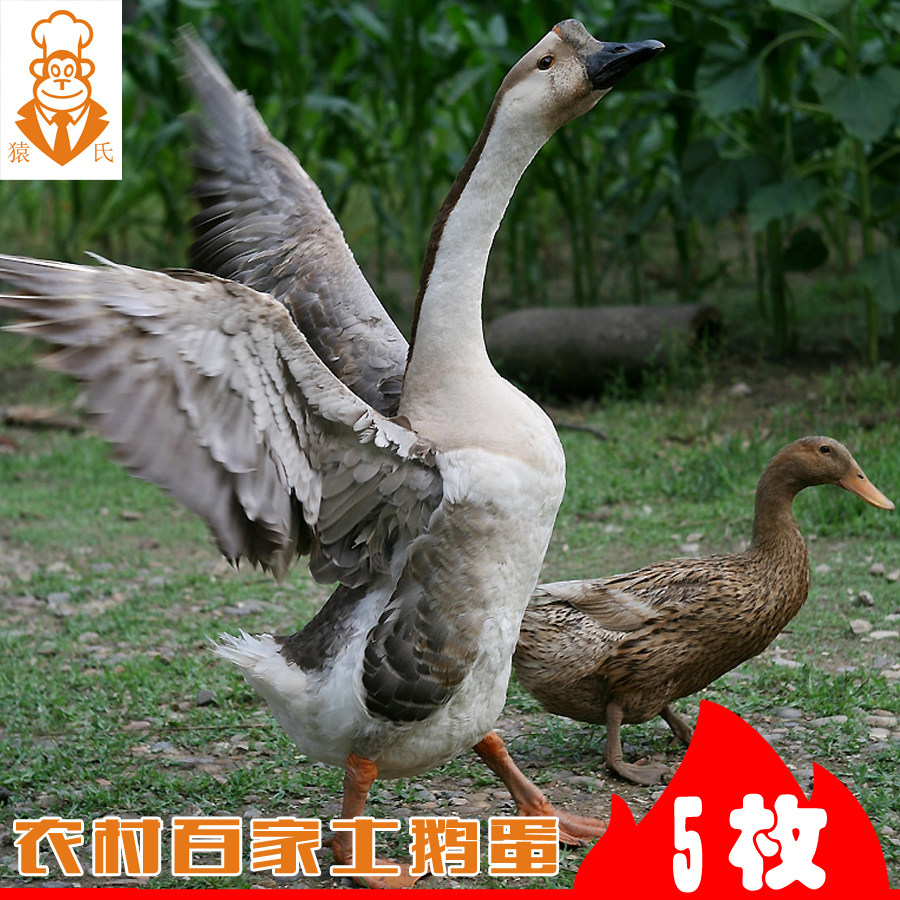 农家生态散养新鲜土鹅蛋草鹅蛋初生蛋处子蛋孕妇去胎毒5枚起包邮