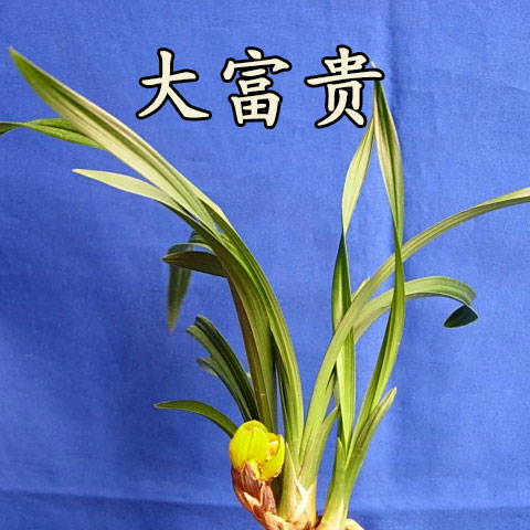 清仓价正品春兰荷瓣之王大富贵浓香型易养活盆栽 兰花 免邮