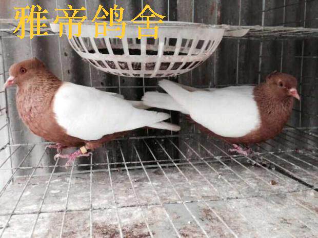 观赏鸽淑女鸽子黄元宝公斤鸽老莫金鱼芙蓉白色眼睛球