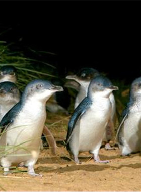 [菲利普岛企鹅归巢公园-VIP看台门票]Penguins Plus 企鹅岛企鹅归巢升级看台