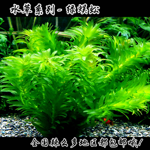 冬天不怕冷的鱼缸新手水草金鱼热带鱼水草绿蜈蚣草绿色后景懒人草