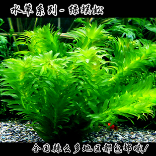 冬天不怕冷的鱼缸新手水草金鱼热带鱼水草绿蜈蚣草绿色后景懒人草