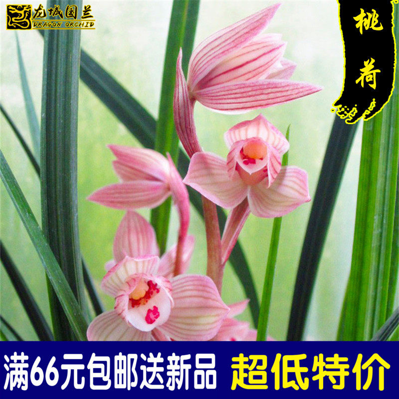 春剑经典名品 桃荷 粉花荷瓣浓香好养兰花苗特价室内花卉盆栽绿植