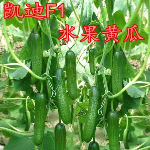 蔬菜荷兰阳台盆栽四季种子包邮