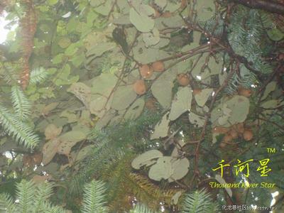 天然 猕猴桃根毛猴头藤梨 野果根 福建三明中国原生 树桩小苗植物