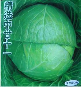 春季京丰一号甘蓝种子高产杂交原装菜种子四季播农家蔬菜蔬菜种孑