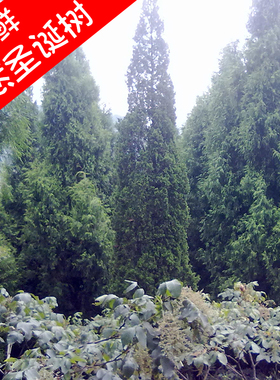 新鲜现采柏树叶枝干天然圣诞树装饰品扁侧柏叶苗皮木果根酒香包邮