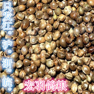 鸽子食火麻仁鸽子饲料 仓鼠饲料 营养健康 500克 只发江浙沪晥
