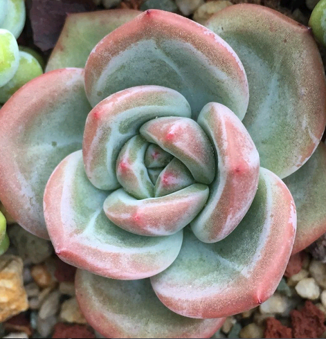 多肉植物 韩国进口多肉正版「粉香槟」贵货正版叶片 叶插