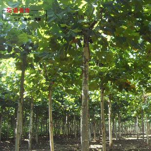 法桐法桐树苗梧桐梧桐树苗二球悬铃木法桐庭院别墅行道树绿化树苗