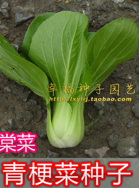 小白菜进口阳台四季上海青