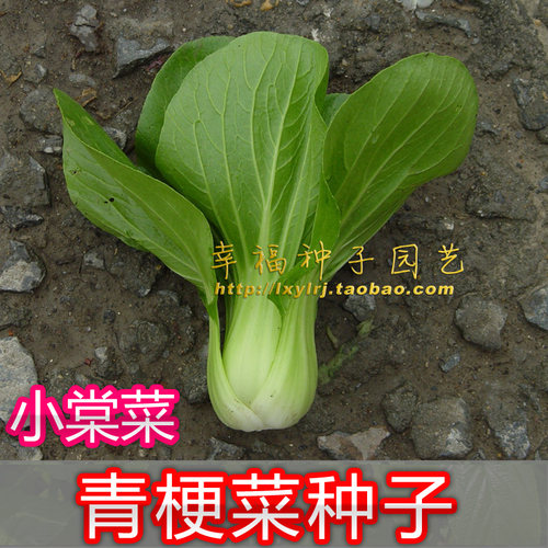 小白菜进口阳台四季上海青
