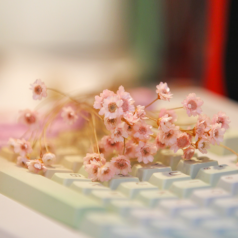 满天星干花巴西星菊小雏菊