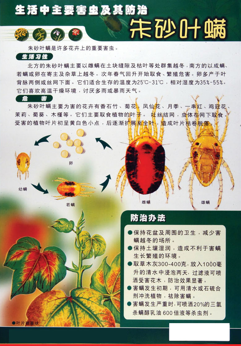 742海报印制展板写真喷绘贴纸291生活中主要害虫及朱砂叶螨