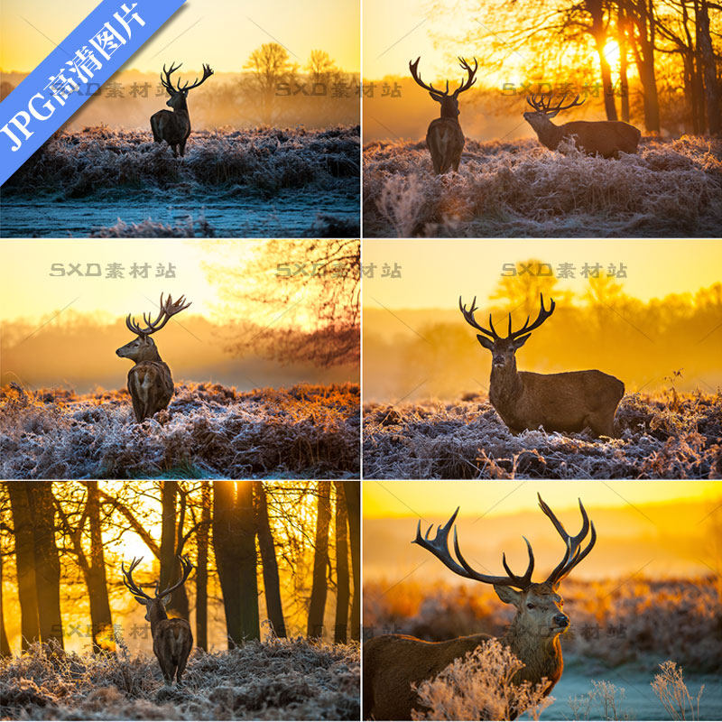 温暖在早晨的太阳下的麋鹿阳光高清图片 ps设计素材 25张jpg