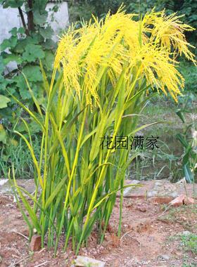 仿真植物粮食农作物单枝水稻叶稻米春秋大米稻子麦穗谷子厂家直销