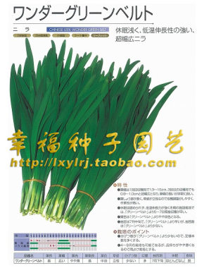 绿带韭菜多年生生长快发芽率高