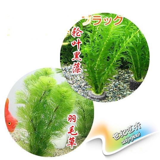 真水草 中后景 羽毛草 穗状狐尾藻 金鱼藻 水草 鱼缸沉水植物