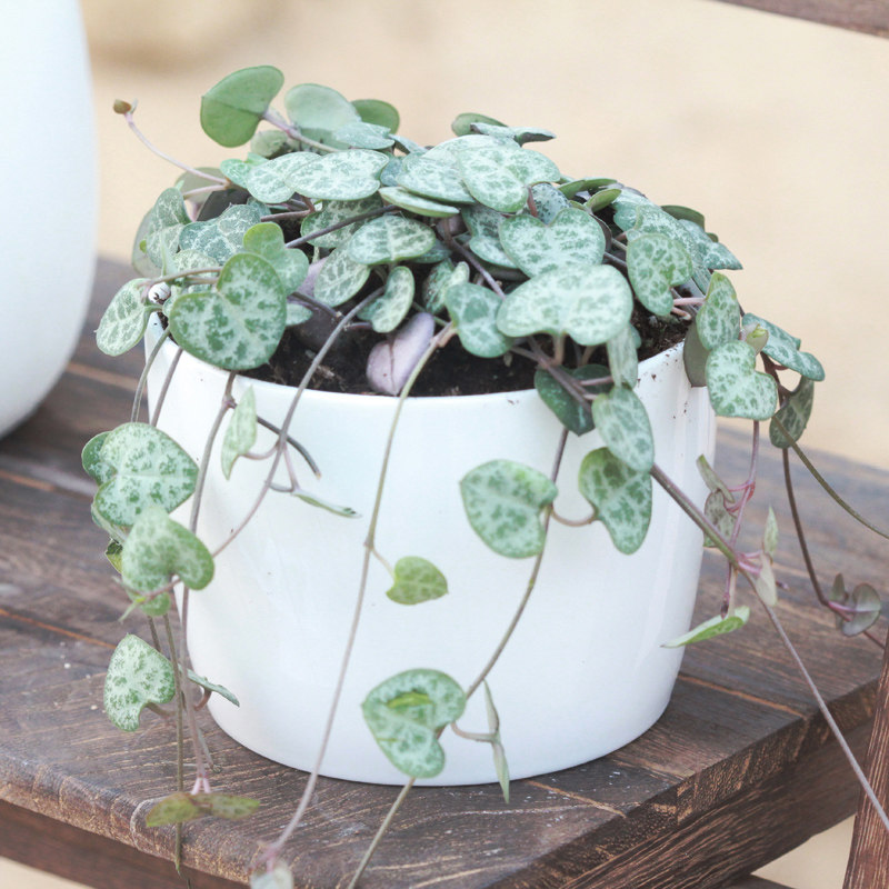 办公室花卉桌面盆栽 创意绿植 爱之蔓 一串心吊兰 多肉植物念珠藤