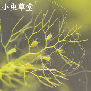 黄花狸藻水生狸藻丝叶捕蚊子幼虫食虫植物水培植物食虫草