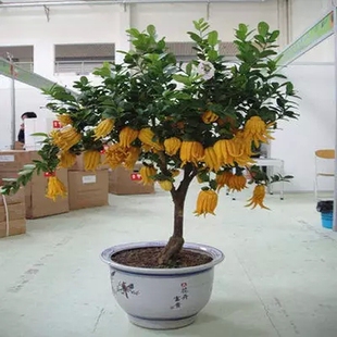 盆栽金佛手苗办公室花卉金佛手树苗千佛手果树盆栽客厅当年结果