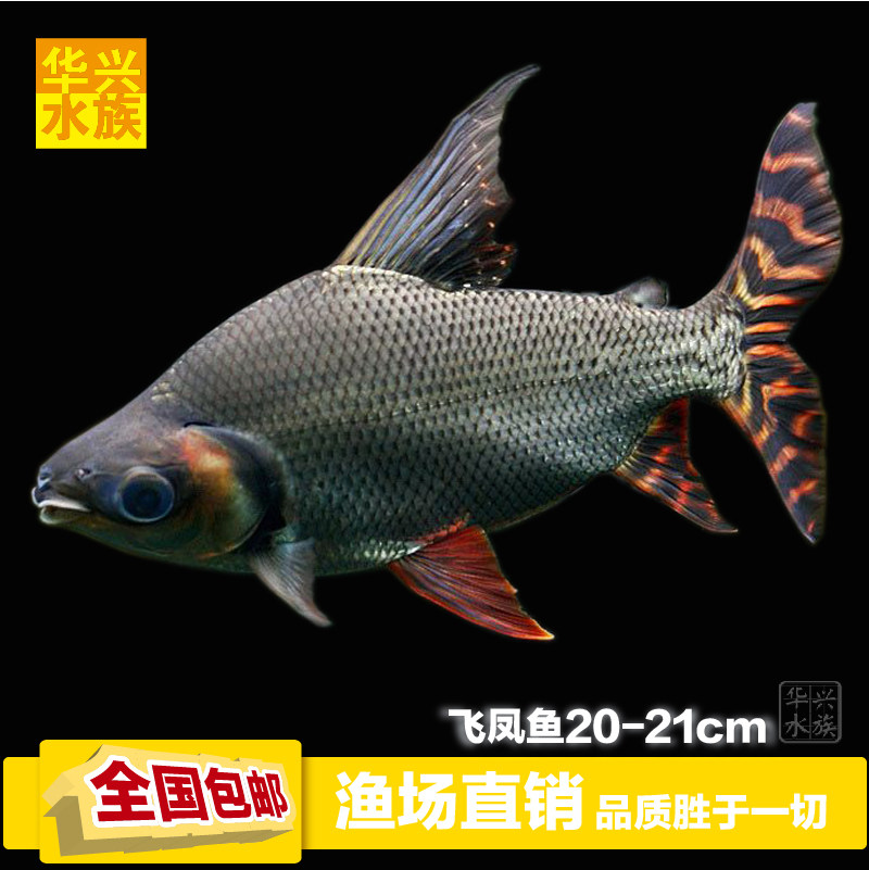 热带观赏鱼 热带鱼热带鱼 活体飞凤鱼 热带鱼批发包活