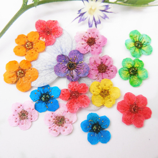 香薰腊片 植物标本 干花手机壳 干花压花美甲 小水仙小星花绣线菊