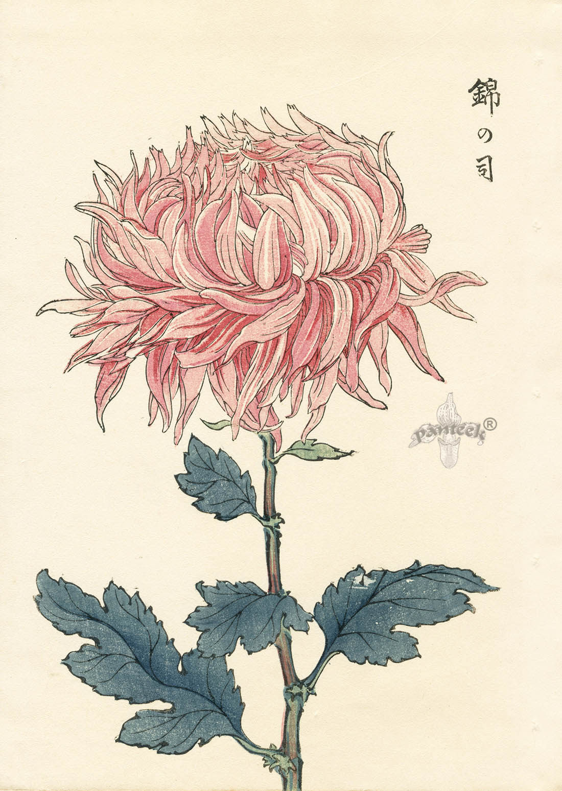 设计素材 1893日本传统菊花插图插画绘画手绘资料 49p jpg格式
