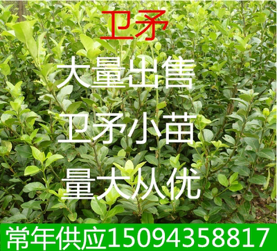 工程绿化苗卫矛苗绿篱苗卫矛小苗庭院植物胶东卫矛苗卫矛小苗