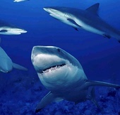 特 抗氧化保护皮脂膜35ml 保湿 A核心「拾璟年」角鲨烷精华油