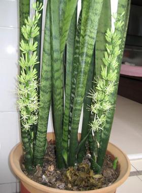 虎皮兰盆栽绿色银脉虎尾兰多肉绿植室内外客厅卧室植物