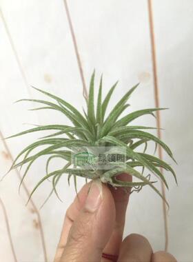 展示 空气凤梨 T.Blushing Baby (ionantha X Redy)精灵×瑞迪