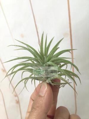 展示 空气凤梨 T.Blushing Baby (ionantha X Redy)精灵×瑞迪