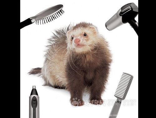 美容洗澡玛雪儿实体店兔子