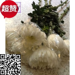 温州市区免费菊花鲜花速递鲜花批发丧事 满80元 商务鲜花论扎起卖