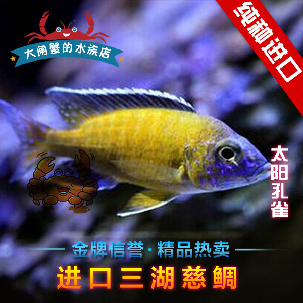 台系进口三湖慈鲷 马鲷  太阳孔雀  买五送一 热带鱼 观赏鱼 包活