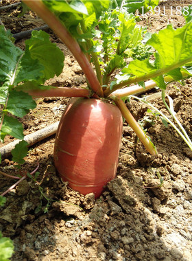 农产品特产绿色蔬菜大红萝卜 同城蔬菜配送 时令蔬菜农家肥