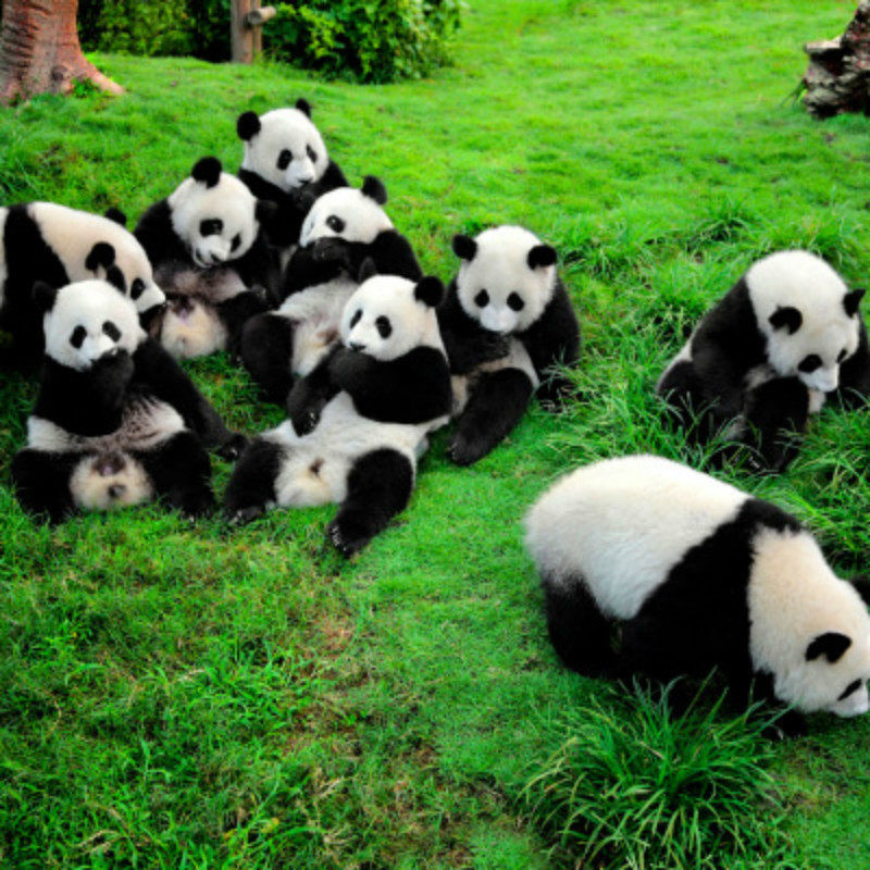 [Shanghai Safari Park Big Ticket]Safari(Contain Beast area Bus visitin the Attraction tickets/Live performance/Theme Parks , Domestic Ticketing category - from Buy2taobao.com to provide professional Taobao agent buy service