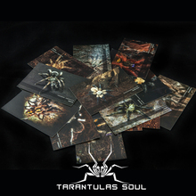 捕鸟蛛明信片-Tarantulas Soul Postcard III（21种/套）TS爬魂