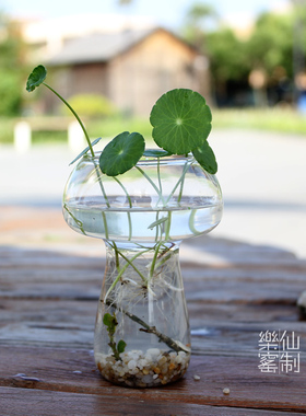创意蘑菇水培植物花瓶铜钱草餐桌