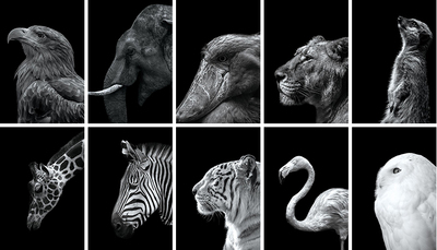 动物黑白写真日本进口EPOCH拼图