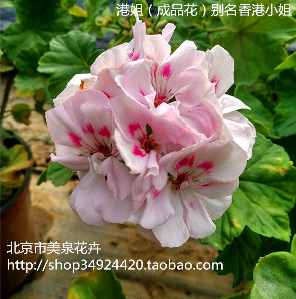 天竺葵高级盆栽港姐碗章鱼玫红大花球成品花直立四季开花带花苞